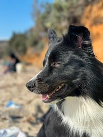 Border Collie per accoppiamento
