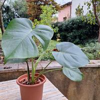 monstera deliciosa 