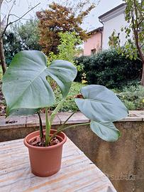 monstera deliciosa 