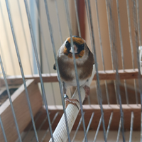 Cardellini anellati foi 2025 più documento