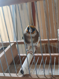 Cardellini anellati foi 2025 più documento