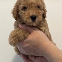 Splendidi cuccioli barboncino su prenotazione