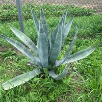 Pianta di agave