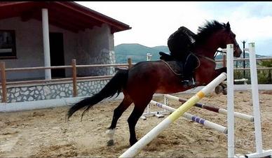 Cavallo