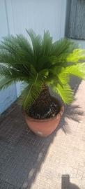 Palma cycas