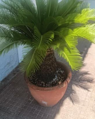 Palma cycas