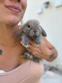 Conigli Minilop
