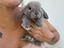 Immagine 1
