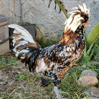 Gallo padovana tricolore