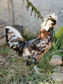 Gallo padovana tricolore