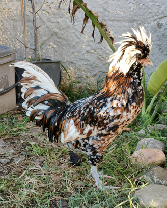 Gallo padovana tricolore