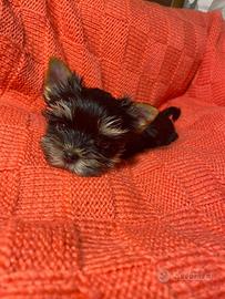 Yorkshire Terrier