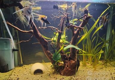 Acquario completo