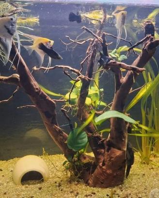 Acquario completo