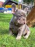 bulldog-francesi