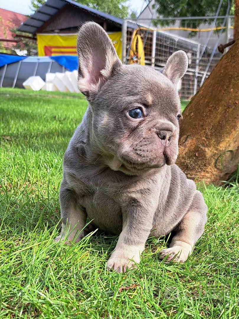 Bulldog francesi