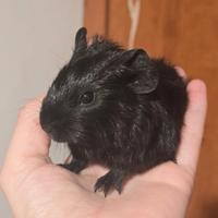 Cavie Porcellino d'india