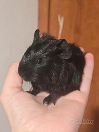 Cavie Porcellino d'india