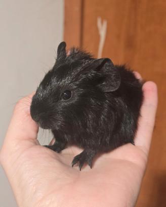 Cavie Porcellino d'india