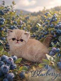 Exotic Shorthair 
