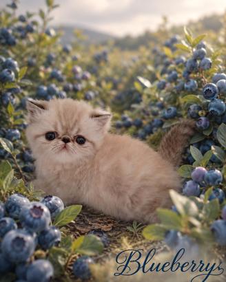 Exotic Shorthair 