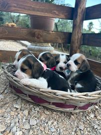 Cuccioli di Beagle