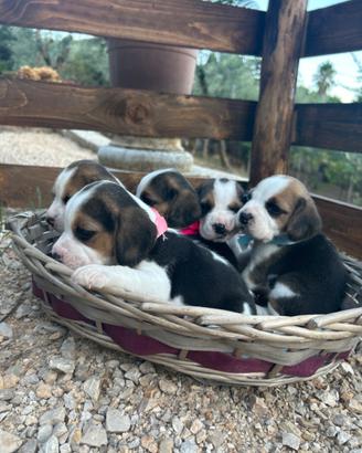 Cuccioli di Beagle
