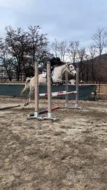 Pony irlandese di 10 anni