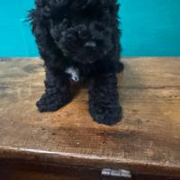 Barboncini nano Neri