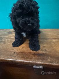 Barboncini nano Neri