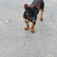 Pinscher- Chihuahua