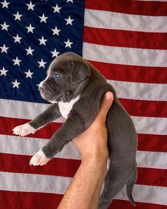 Cuccioli Pitbull