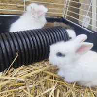 Coniglietti nani pelo d'angora