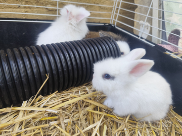 Coniglietti nani pelo d'angora