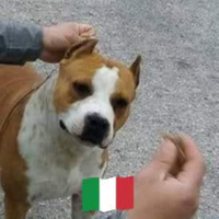 Si prenotano Cuccioli di american Staffordshire te