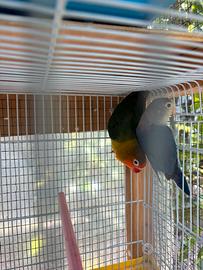 Coppia Inseparabili Fischer