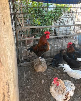 Galli razza Olive Egger