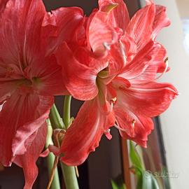 Hippeastrum pianta bulbi