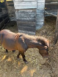 Pony maschio