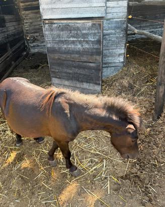 Pony maschio