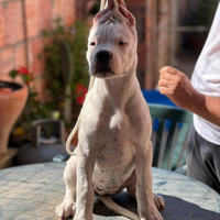 Dogo argentino