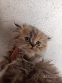 Gattini persiani