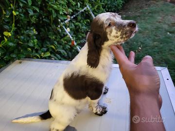 Setter inglese