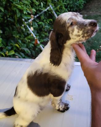 Setter inglese