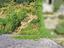 Immagine 11