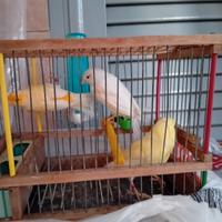 Canarini 2 fem. 1 maschi