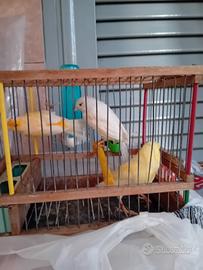 Canarini 2 fem. 1 maschi