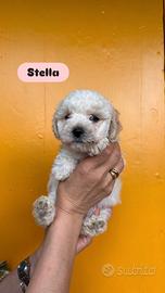 Maltipoo