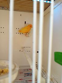 2 canarini maschi informissima