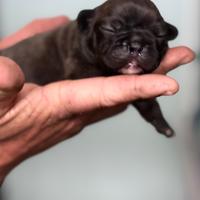 Cuccioli Bouledogue francese